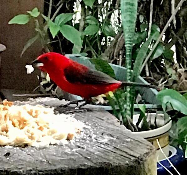 بنسيون Pousada Das Gêmeas