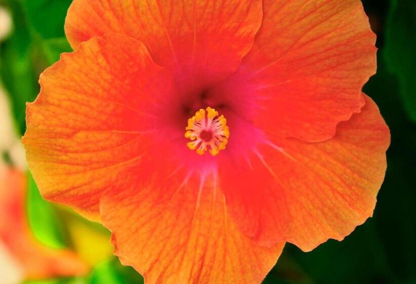 膳宿费 Pousada Kalunga