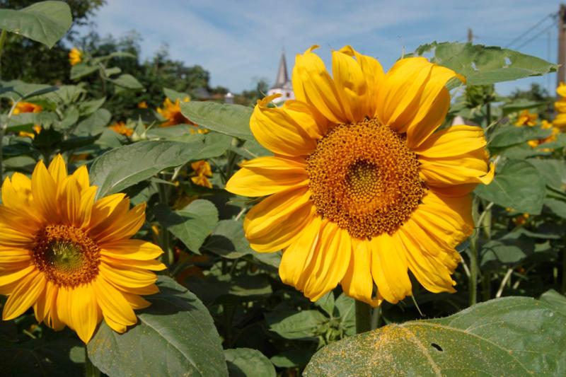 Pension Auf Der Olk Mit Röpertsmühle