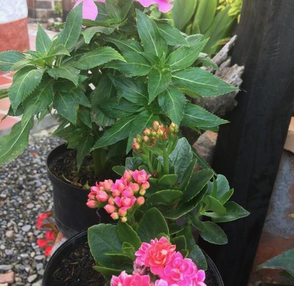 민박 Casa Hotel Portón Campestre