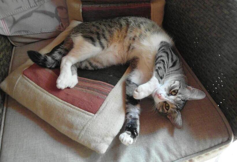 住宿加早餐 Samara Palm Lodge