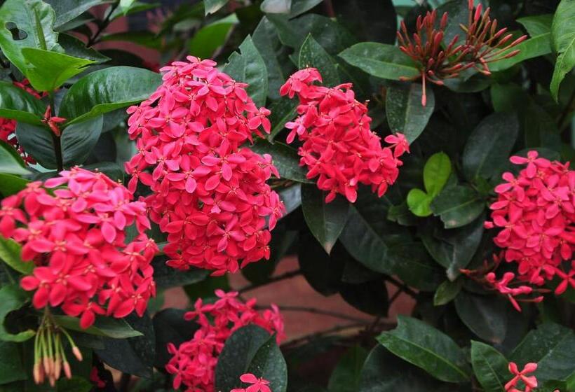 Bed and Breakfast Sigiriya Amenity Home Stay