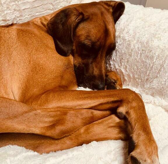 酒店 Bed & Breakfast Am Dom