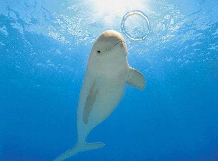 Отель Port Moji