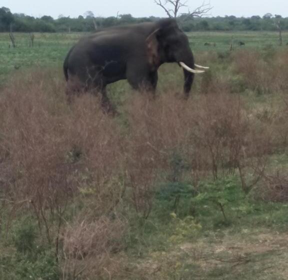 بنسيون Chill House Safari Resort