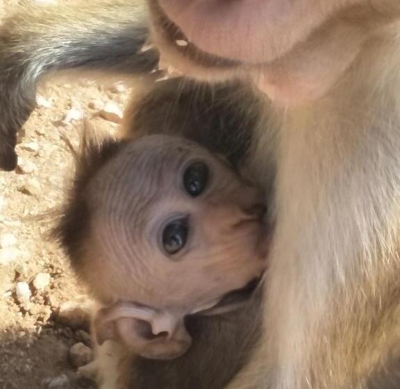 بنسيون Chill House Safari Resort