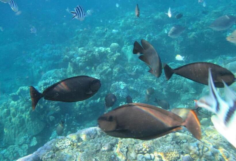 פנסיון Diver S Cafe Amed