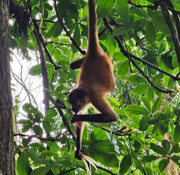 Отель Cabinas Tortuguero
