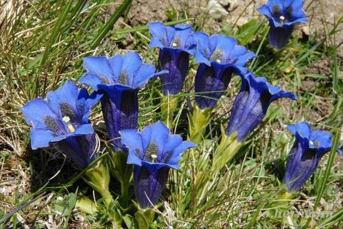 Hotel Alpen Résidence