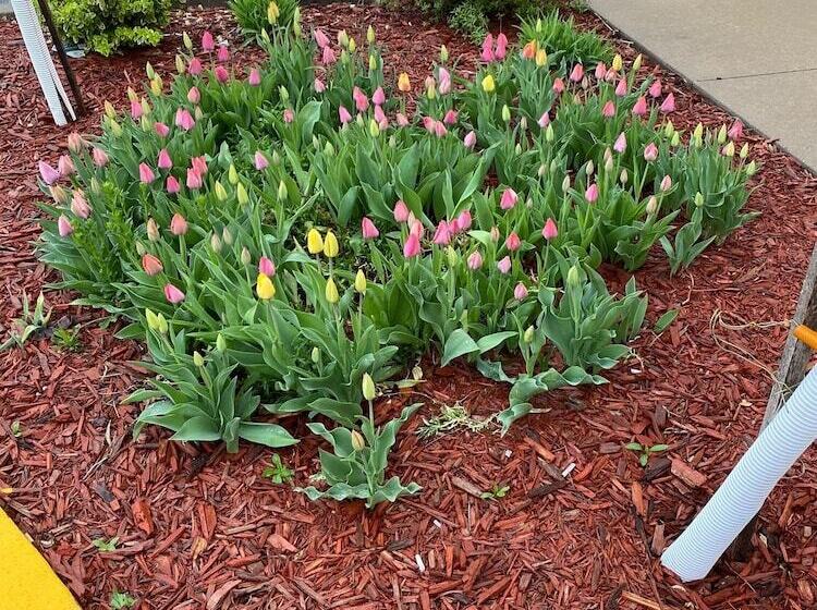 Отель Baymont By Wyndham Pella