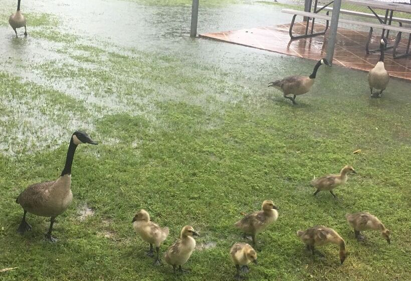 酒店 Trident Inn & Suites, Baton Rouge