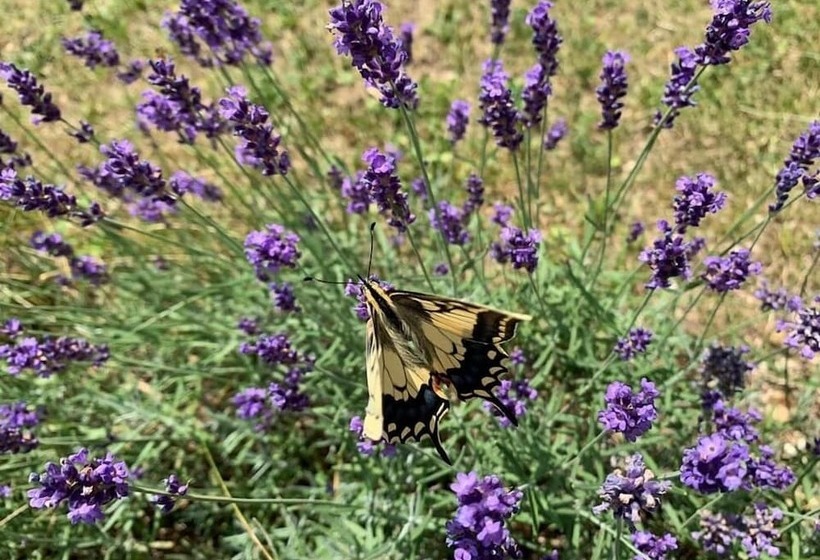 住宿加早餐  La Vie En Rose