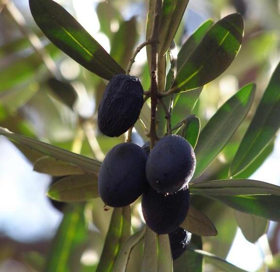 צימר Le Mas Des Cigales