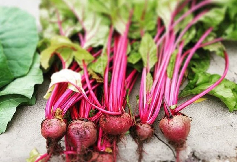 호텔 Caparica Azores Ecolodge