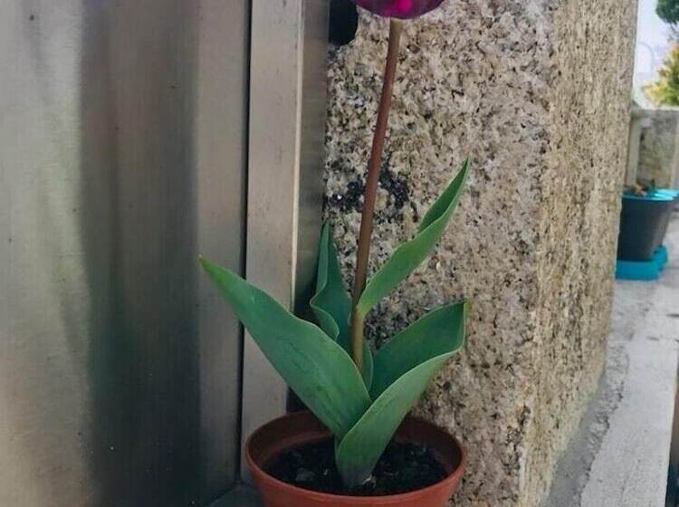 膳宿费 Boavista Villa Guesthouse