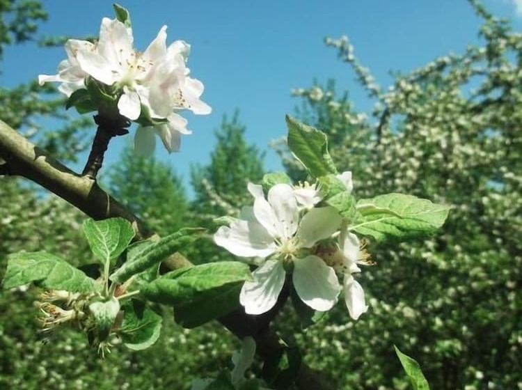 Пансион Ferme Cidricole Hugues Desfrièches