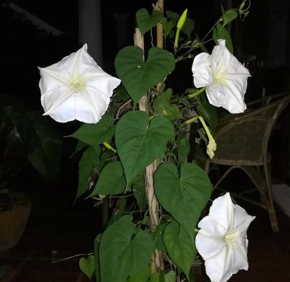 ペンション Jungle Tide