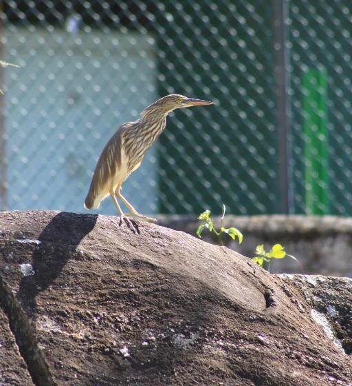 ペンション Jungle Tide