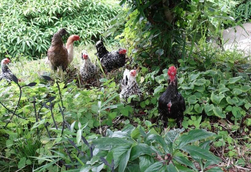 ريوكان Aunsanbo