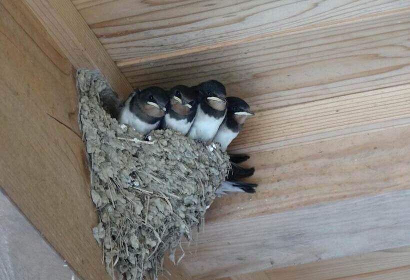 ريوكان Aunsanbo