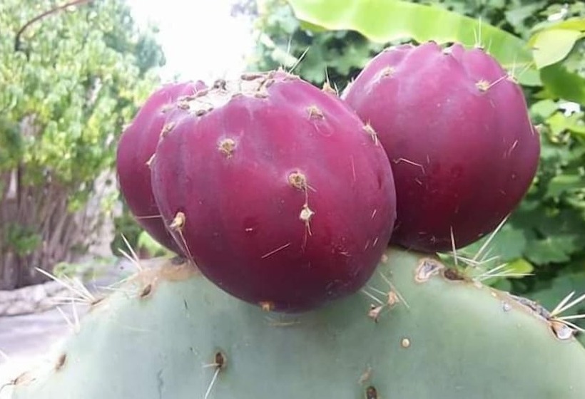 B&b Casa Museo Elio Romano