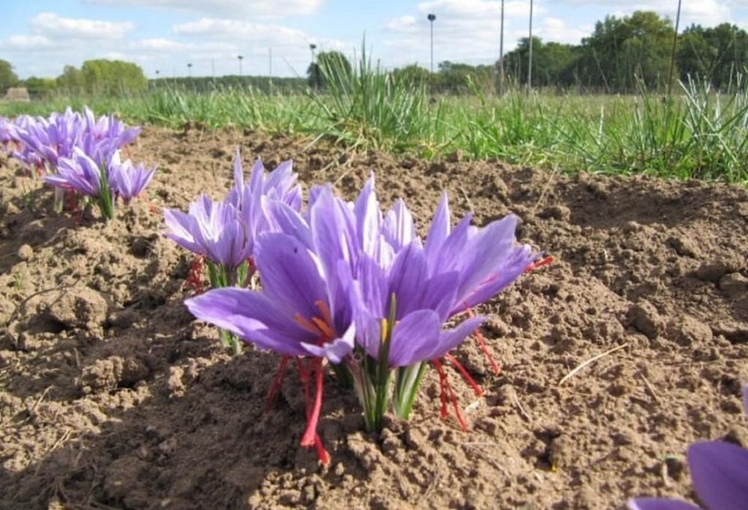 住宿加早餐  Les Nuits Safranées