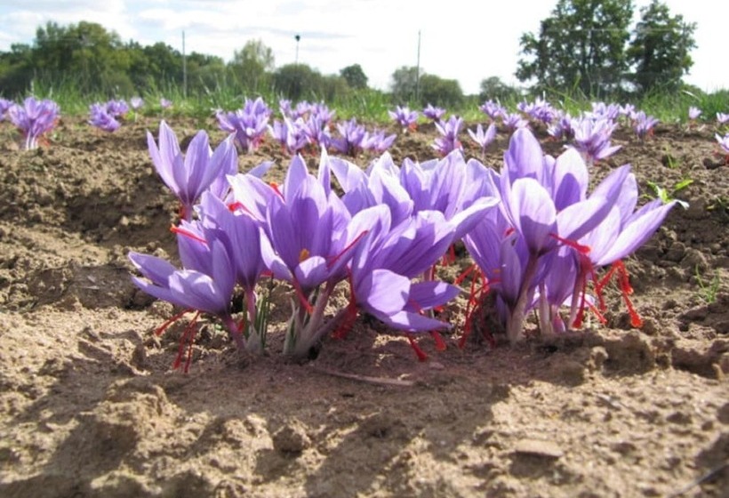住宿加早餐  Les Nuits Safranées