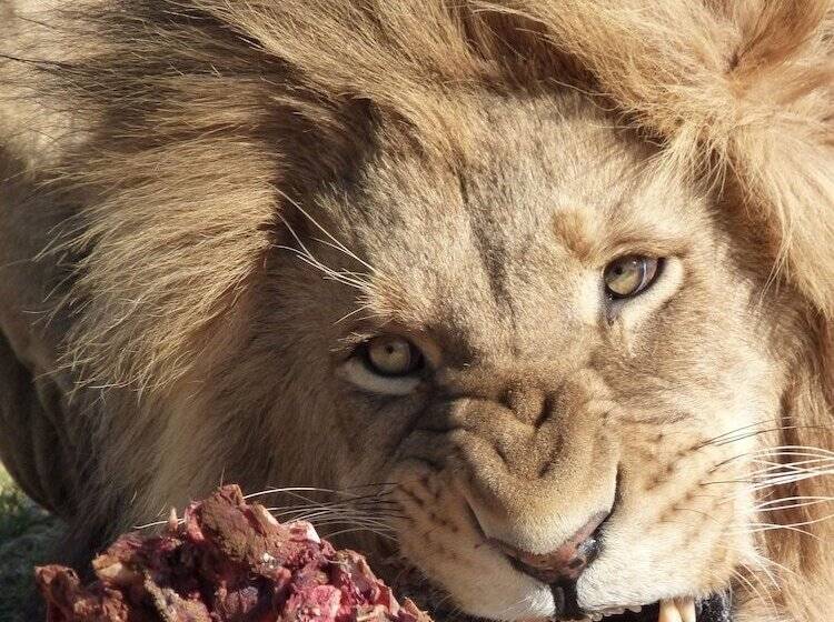 ホテル Boskoppie Lion & Tiger Reserve