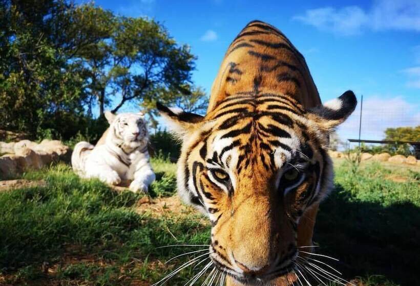 ホテル Boskoppie Lion & Tiger Reserve