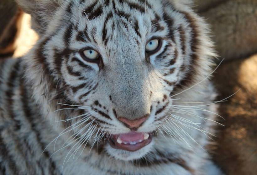 בית מלון כפרי Boskoppie Lion & Tiger Reserve