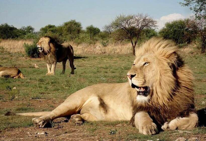 בית מלון כפרי Boskoppie Lion & Tiger Reserve