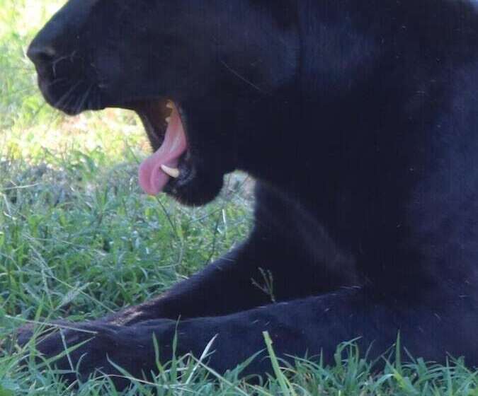 בית מלון כפרי Boskoppie Lion & Tiger Reserve