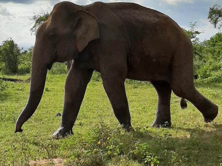 فندق Elephant Lodge