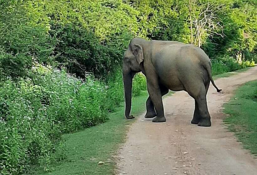 فندق Elephant Lodge