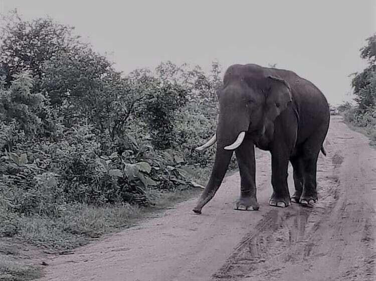 فندق Elephant Lodge