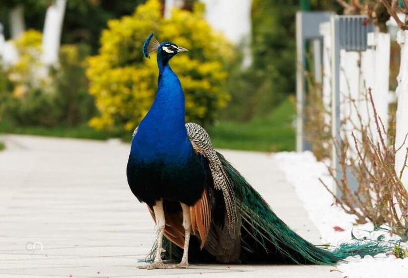 Курорт Lebada Luxury & Spa