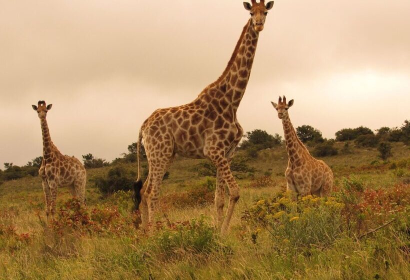 ホテル Pomeroy Lodges