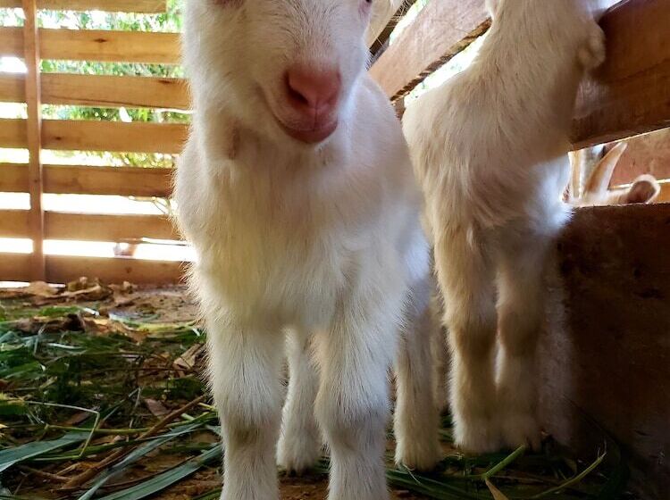 田舎風ホテル Fazenda Estancia Torre De Pedra