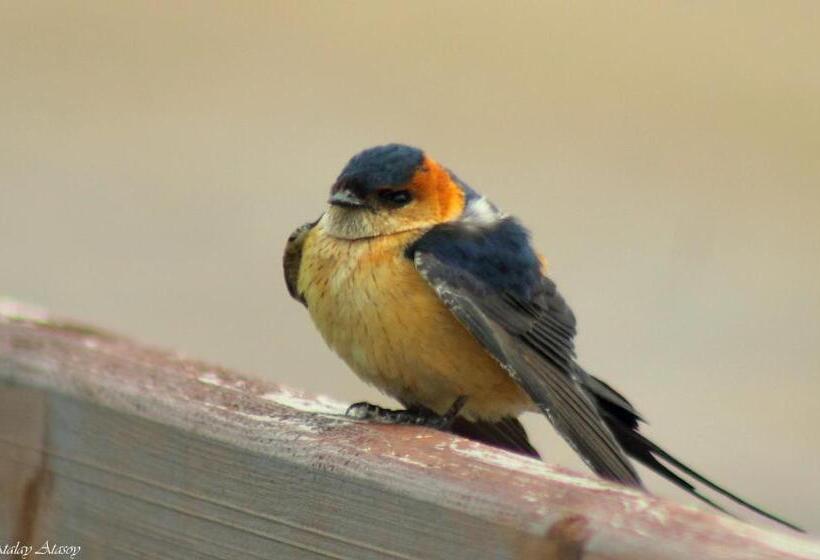 호텔 Sultan Pansion Bird Paradise