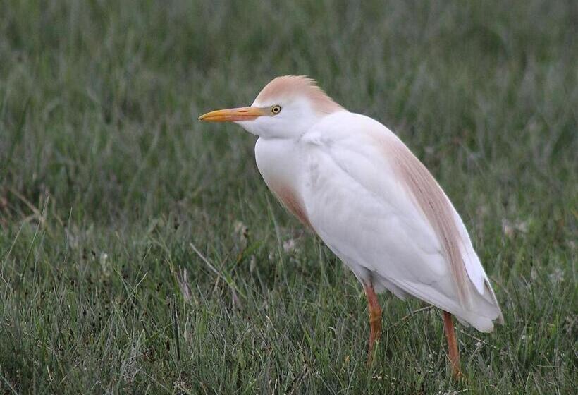 هتل Sultan Pansion Bird Paradise