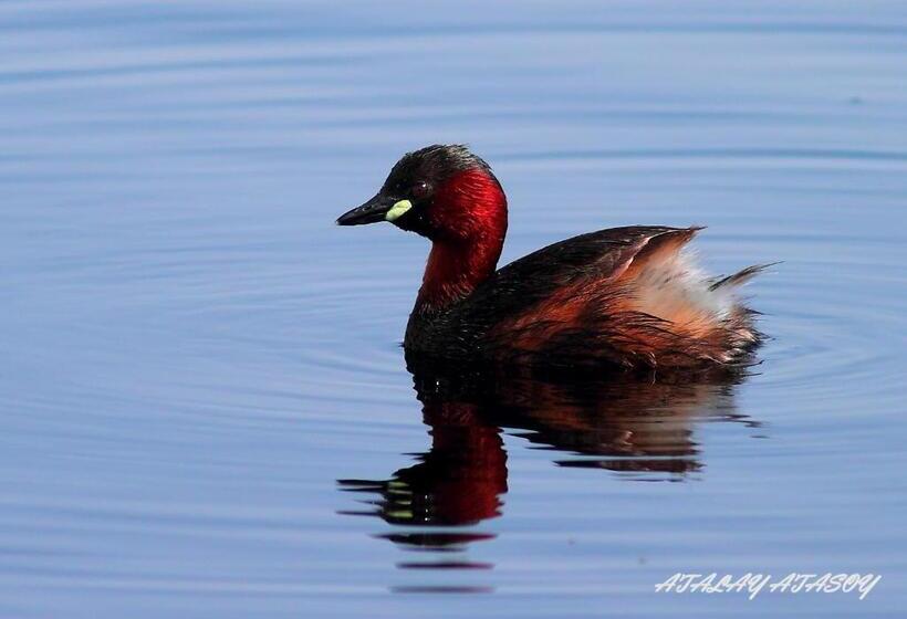 호텔 Sultan Pansion Bird Paradise