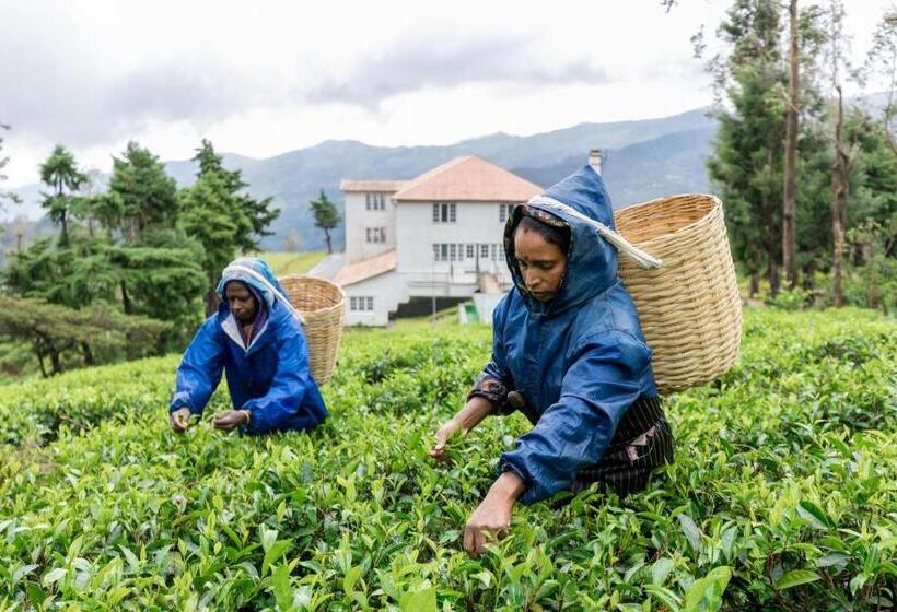 ホテル Tea And Experience Factory  Thema Collection