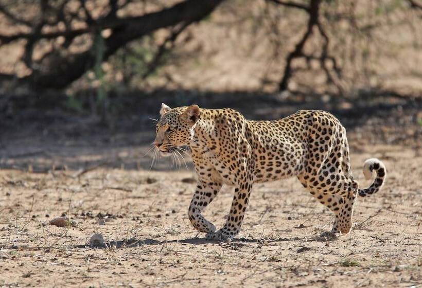 ホテル Xaus Lodge