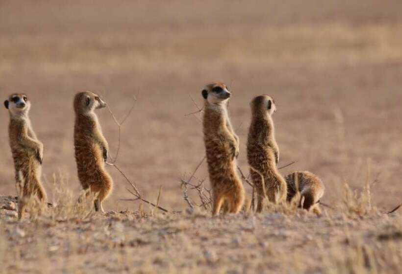 ホテル Xaus Lodge