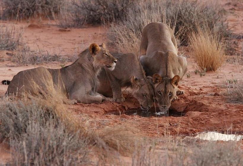 ホテル Xaus Lodge