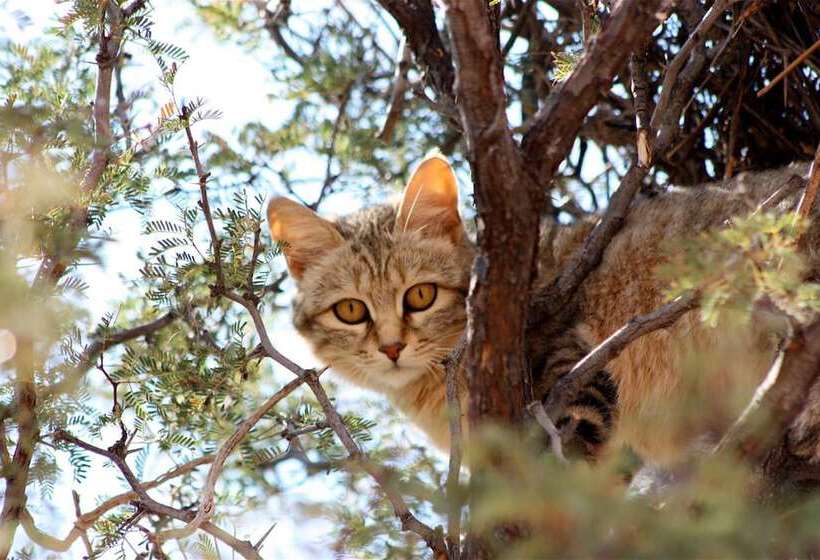 בית מלון כפרי Xaus Lodge