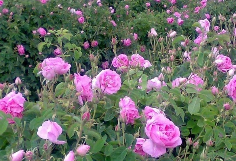 بنسيون Kasbah Des Montagnes