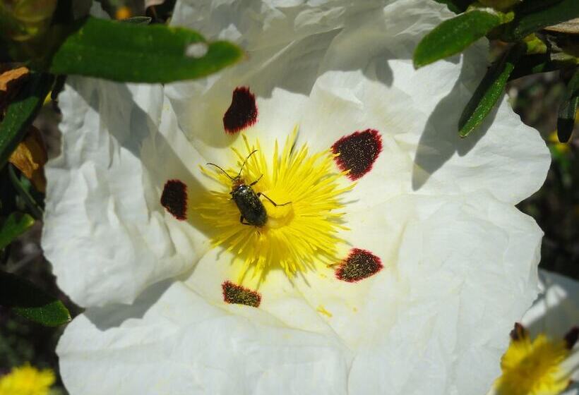 膳宿费 Monte Do Alento Castro Da Cola