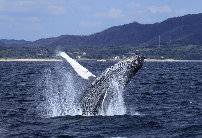 פנסיון Zerogravity Seisui Villa