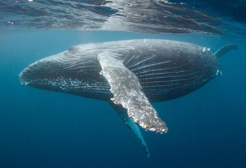 פנסיון Zerogravity Seisui Villa